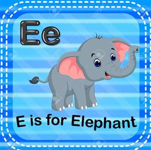 elephant